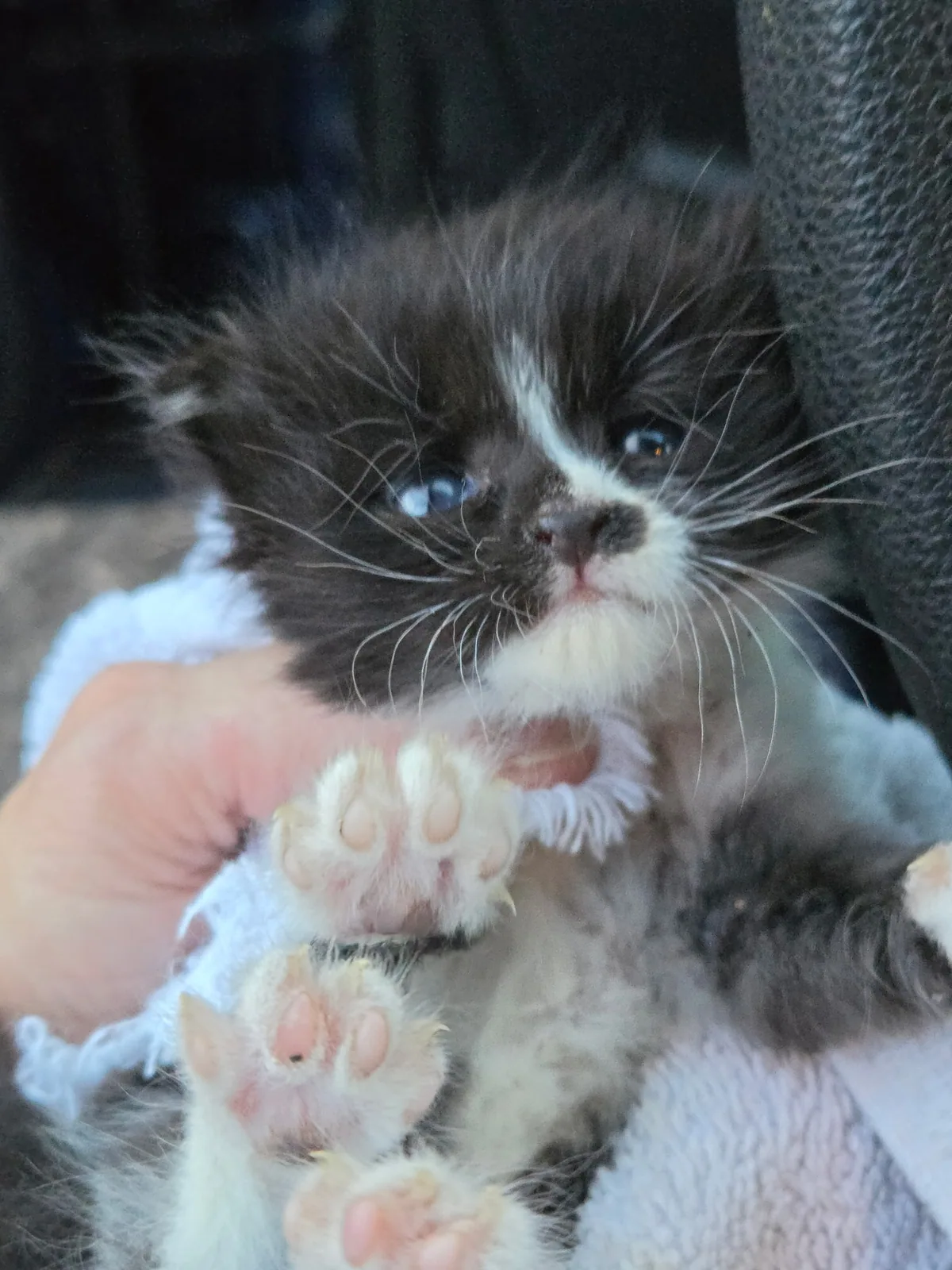 An archival portrait of Oreo