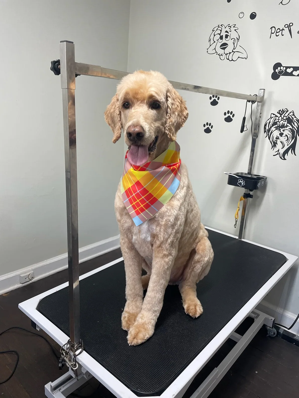 Seavey post grooming